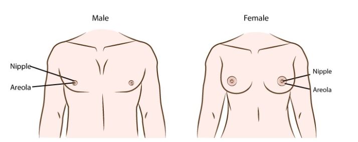 Phẫu thuật ngực chuyển giới từ nam sang nữ